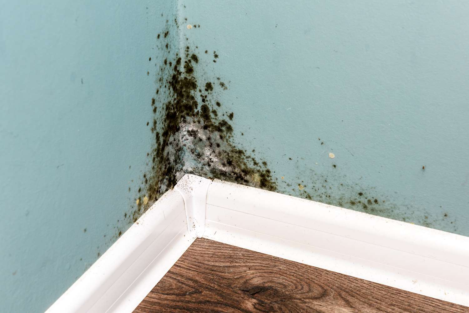 mold in house